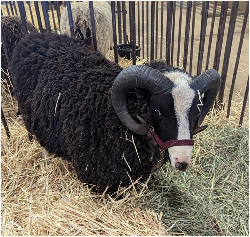 Shetland ram  Mellabelle Farm. Photo: Amy Wolf.